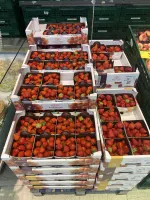 Stunt aardbeien uit Hoogstraten